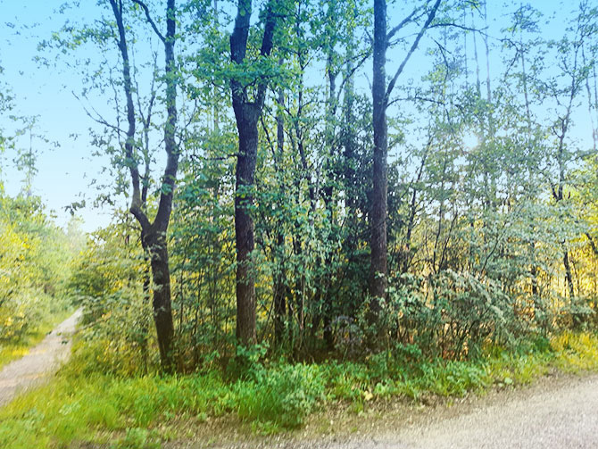 Waldstück am Meditationsweg